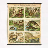Esslingen. Five "Schreiber's große Wandtafeln der Naturgeschichte der Amphibien" & a Map of Africa - Foto 1