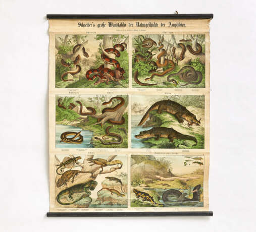 Esslingen. Five "Schreiber's große Wandtafeln der Naturgeschichte der Amphibien" & a Map of Africa - photo 1