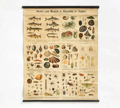 Esslingen. Five "Schreiber's große Wandtafeln der Naturgeschichte der Amphibien" & a Map of Africa - photo 3