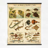 Esslingen. Five "Schreiber's große Wandtafeln der Naturgeschichte der Amphibien" & a Map of Africa - photo 4