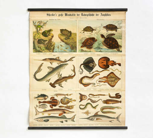 Esslingen. Five "Schreiber's große Wandtafeln der Naturgeschichte der Amphibien" & a Map of Africa - Foto 4