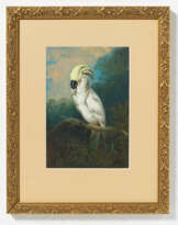 Protrait of a Cacatua Sulphurea