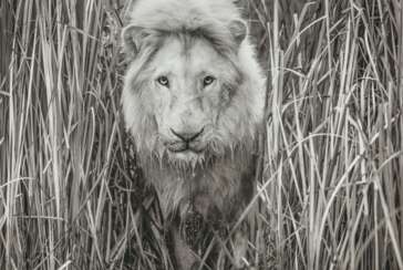 DAVID YARROW (N&#201; EN 1966)