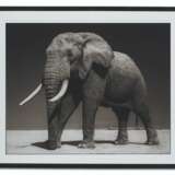 NICK BRANDT (N&#201; EN 1964) - Foto 2