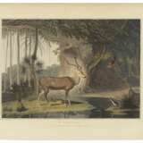 DANIELL, Samuel (1775-1811) - Foto 1