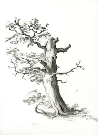 Drawing, Графика на бумаге “Old tree. Studia”, Paper, Hand graphic, Contemporary realism, Landscape painting, Russia, 2021 - photo 1