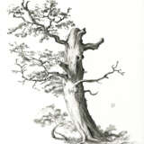 Zeichnung, Графика на бумаге „Alter Baum. Studien“, Papier, Hand Grafik, Realismus, Landschaftsmalerei, Russland, 2021 - Foto 1