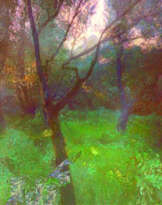 Чудеса Лошицкого парка Чудеса Лошицкого парка