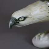 Weißkopfseeadler - Foto 2