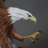 Der Weisskopfadler/ American Bald Eagle/ Haliaeetus leucocephalus - фото 4
