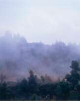 Wald im Nebel