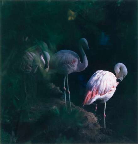Peter Stella. Flamingos - фото 1
