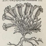 Tabernaemontanus,J.T. - фото 3