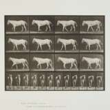 EADWEARD MUYBRIDGE (1830–1904) - photo 1