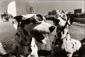 Yokohama, Japan (two dogs in goggles)
