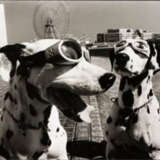 Yokohama, Japan (two dogs in goggles) - photo 1