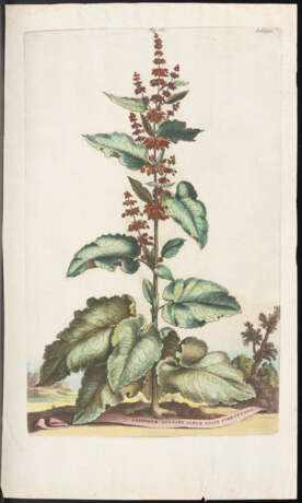 MUNTING, Abraham (1626 Groningen - 1683 Groningen). 3 Pflanzendarstellungen. - photo 4
