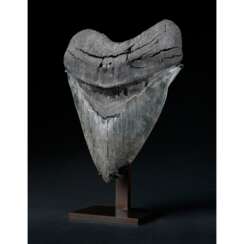 A LARGE MEGALODON TOOTH