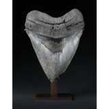 A LARGE MEGALODON TOOTH - фото 3