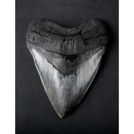 A LARGE MEGALODON TOOTH - photo 4
