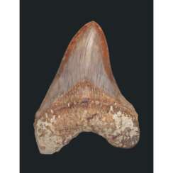 A LARGE MOTTLED MEGALODON TOOTH