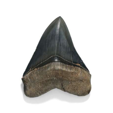 A BLUE-GREY MEGALODON TOOTH - photo 1
