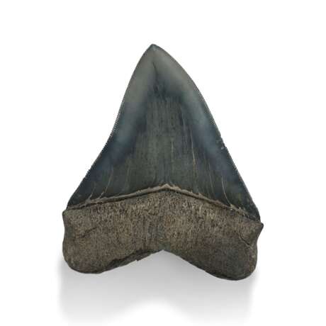 A BLUE-GREY MEGALODON TOOTH - photo 2