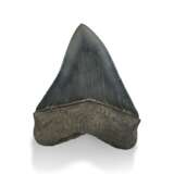 A BLUE-GREY MEGALODON TOOTH - photo 2