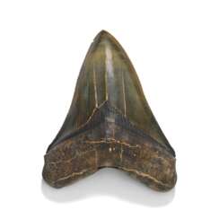 A GREEN MEGALODON TOOTH