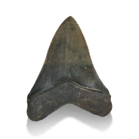 A GREEN MEGALODON TOOTH - photo 2