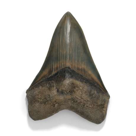 A FINE MEGALODON TOOTH - photo 1