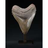 A FINE MEGALODON TOOTH - photo 1