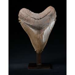 A FINE MEGALODON TOOTH