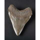 A FINE MEGALODON TOOTH - photo 2