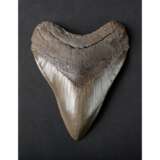 A FINE MEGALODON TOOTH - photo 4