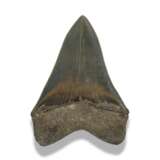 A FINE MEGALODON TOOTH - photo 2