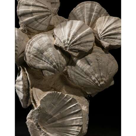 A GROUP OF FOSSILIZED SCALLOPS - photo 5