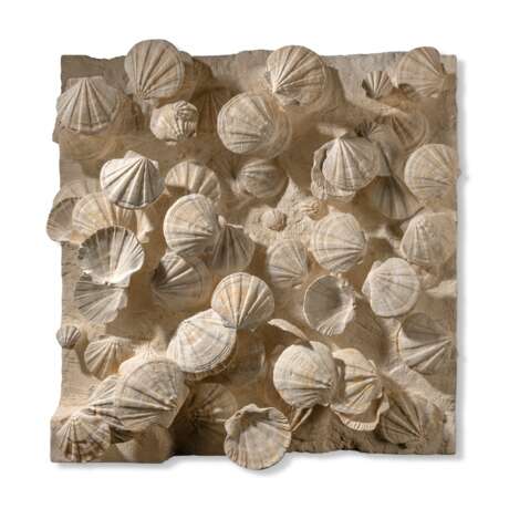 A LARGE GROUP OF FOSSILIZED SCALLOPS - photo 1