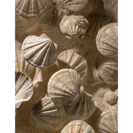 A LARGE GROUP OF FOSSILIZED SCALLOPS - фото 2