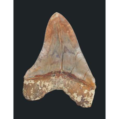 A LARGE MOTTLED MEGALODON TOOTH - Foto 3
