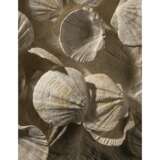 A LARGE GROUP OF FOSSILIZED SCALLOPS - photo 3
