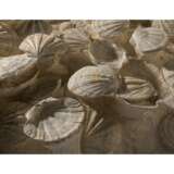 A LARGE GROUP OF FOSSILIZED SCALLOPS - фото 4