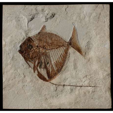 A FOSSIL TROPICAL FISH - Foto 1