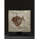 A FOSSIL TROPICAL FISH - Foto 2