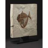 A FOSSIL TROPICAL FISH - Foto 3