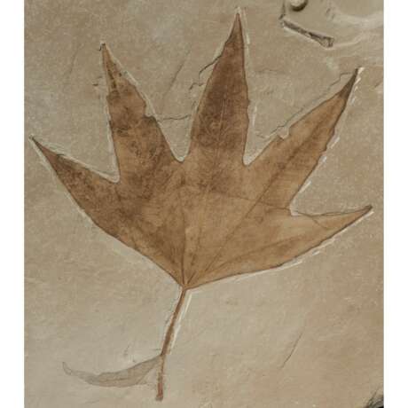 FOSSIL SYCAMORE LEAF - photo 2