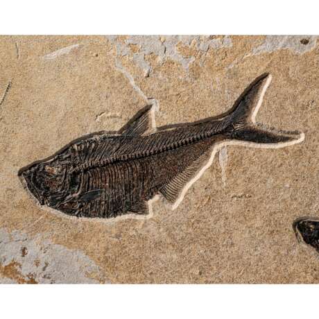 A FOSSIL FISH PLAQUE - photo 2