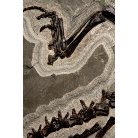 A LARGE PARTIAL FOSSIL CROCODILE SKELETON - фото 3