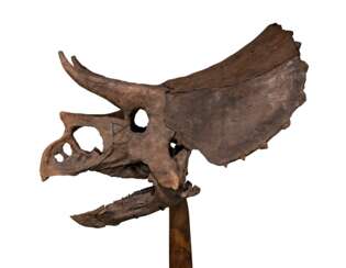 THE SKULL OF A JUVENILE TRICERATOPS