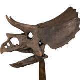 THE SKULL OF A JUVENILE TRICERATOPS - photo 1